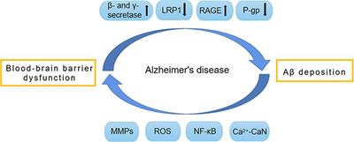 Relationship Between Amyloid-β Deposition and Blood–Brain Barrier Dysfunction in Alzheimer’s Disease